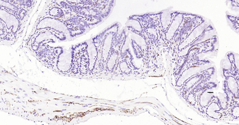 Mouse Synaptophysin Ready-To-Use IHC Kit