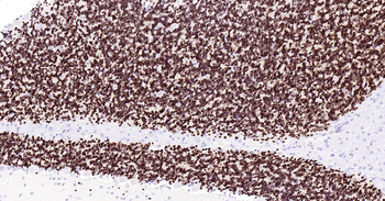 Rat NeuN Ready-To-Use IHC Kit