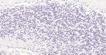 NeuN Ready-To-Use IHC Kit