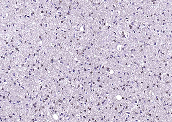 F(ab')₂ Fragment Goat Anti-Mouse IgG H&L, Biotin conjugated