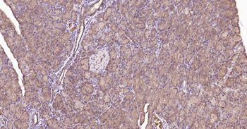 AQP1 Recombinant Rabbit Monoclonal Antibody