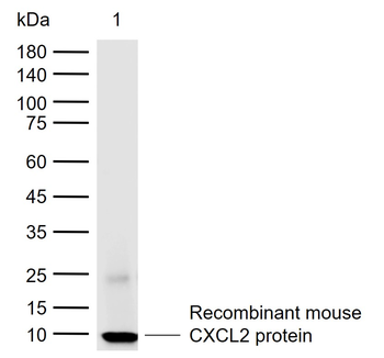 CXCL2 Rabbit Polyclonal Antibody