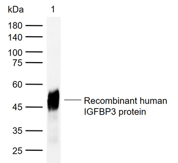 IGFBP3 Mouse Monoclonal Antibody