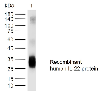 IL-22 Rabbit Polyclonal Antibody