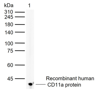 CD11a Rabbit Polyclonal Antibody