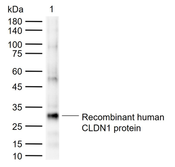CLDN1 Rabbit Polyclonal Antibody