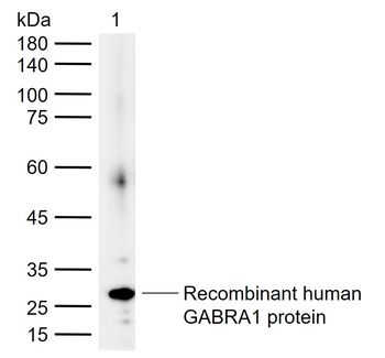 GABRA1 Rabbit Polyclonal Antibody