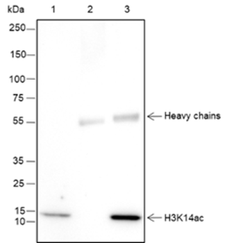 Acetyl Lysine Recombinant Rabbit Monoclonal Antibody