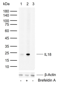 IL18 Recombinant Rabbit Monoclonal Antibody