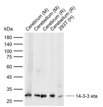 14-3-3 eta Mouse Monoclonal Antibody