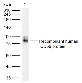 CD56 Rabbit Polyclonal Antibody