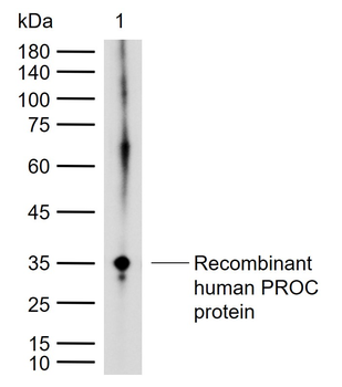 Protein C Rabbit Polyclonal Antibody