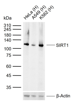 SIRT1 Recombinant Rabbit Monoclonal Antibody