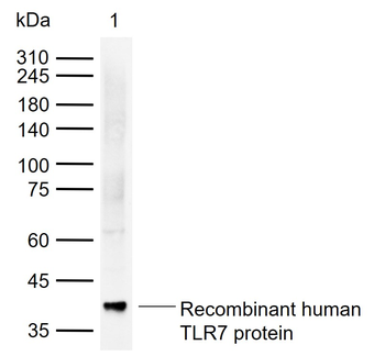 TLR7 Recombinant Rabbit Monoclonal Antibody