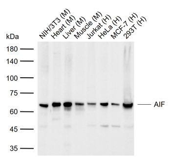 AIF Recombinant Rabbit Monoclonal Antibody