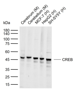 CREB Recombinant Rabbit Monoclonal Antibody