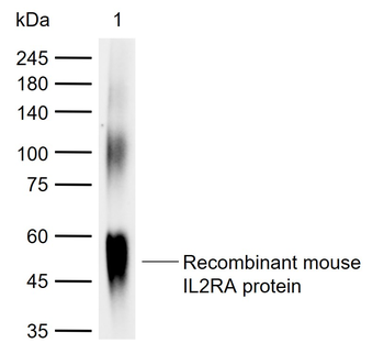 EphA7 Rabbit Polyclonal Antibody
