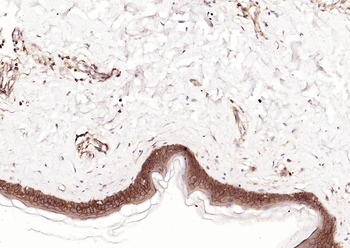 HLA E Rabbit Polyclonal Antibody