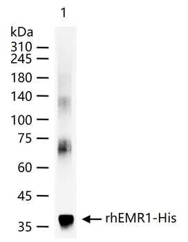 ADGRE1 Recombinant Rabbit Monoclonal Antibody