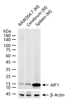 AIF1 Recombinant Rabbit Monoclonal Antibody