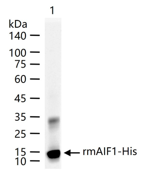 AIF1 Recombinant Rabbit Monoclonal Antibody