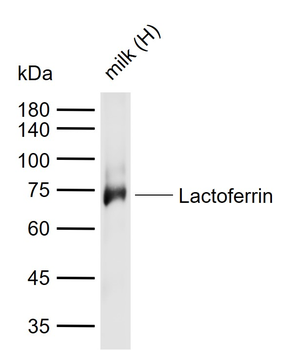 Lactoferrin Rabbit Polyclonal Antibody