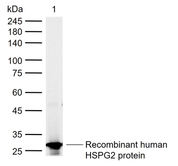 HSPG2 Rabbit Polyclonal Antibody