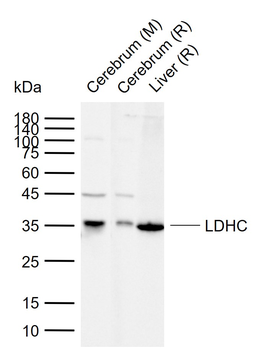 LDHC Recombinant Rabbit Monoclonal Antibody