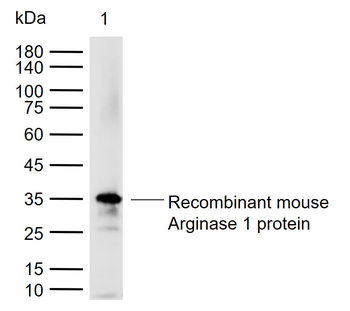 Arginase 1 Rabbit Polyclonal Antibody