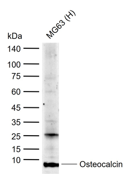 Osteocalcin Rabbit Polyclonal Antibody