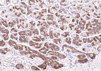 PGC Mouse Monoclonal Antibody
