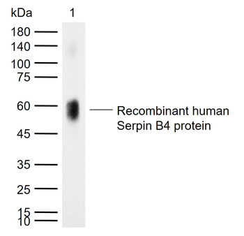 SERPINB4 Mouse Monoclonal Antibody