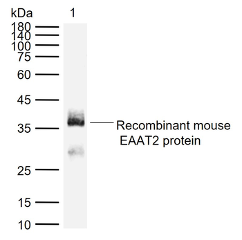 EAAT2 Rabbit Polyclonal Antibody