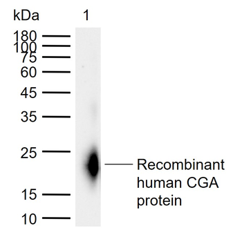 CG-alpha Rabbit Polyclonal Antibody