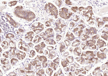 PGC Mouse Monoclonal Antibody