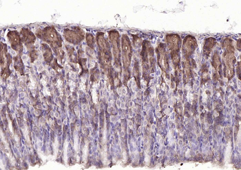 PGC Mouse Monoclonal Antibody