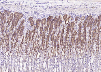 PGC Mouse Monoclonal Antibody