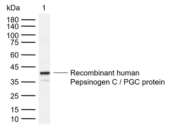 PGC Mouse Monoclonal Antibody
