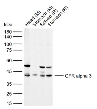 GFR alpha 3 Rabbit Polyclonal Antibody