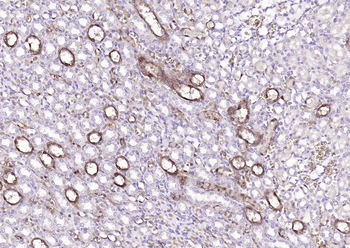 S100A1 Rabbit Polyclonal Antibody