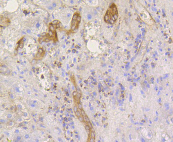 Phospho-EIF2S1 (Ser51) Recombinant Rabbit Monoclonal Antibody