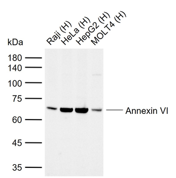 Annexin VI Mouse Monoclonal Antibody