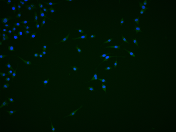 ATRX Rabbit Polyclonal Antibody
