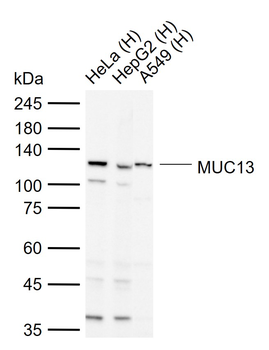 MUC13 Rabbit Polyclonal Antibody