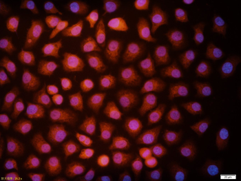 Rad51 Rabbit Polyclonal Antibody (BF555)