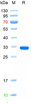 Recombinant human IgG2 Fc protein,(HEK293)