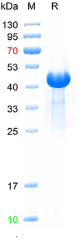 Recombinant human PGA4 protein, C-His (HEK293)