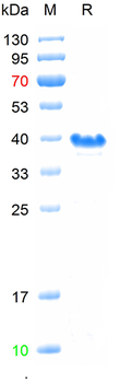 Recombinant human Tau-F protein , N-His (HEK293)