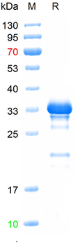 Recombinant mouse Tenascin C protein