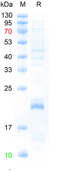 Recombinant human SPOCK2 protein, N-His